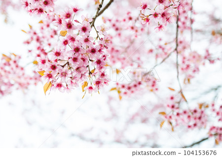 Closeup of Wild Himalayan Cherry (Prunus cerasoides) or thai sakura flower 104153676