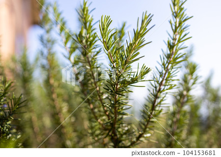 Fresh Rosemary Herb grow outdoor. Rosemary leaves Close-up. Fresh Rosemary Herb grow outdoor. Rosemary leaves Close-up. 104153681