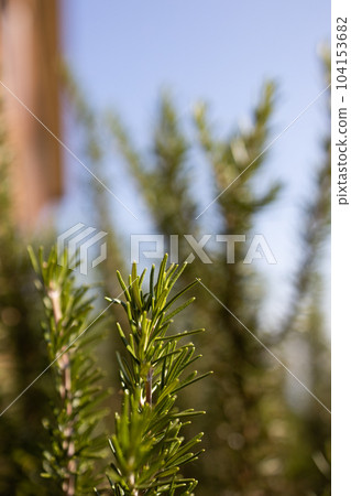 Fresh Rosemary Herb grow outdoor. Rosemary leaves Close-up. Fresh Rosemary Herb grow outdoor. Rosemary leaves Close-up. 104153682