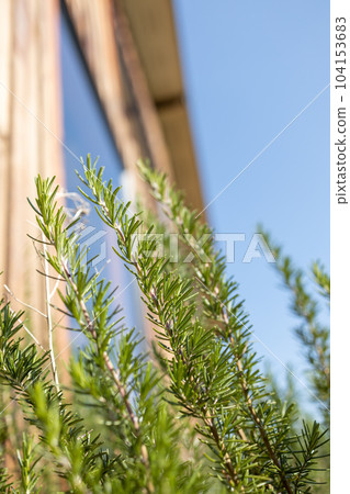Fresh Rosemary Herb grow outdoor. Rosemary leaves Close-up. Fresh Rosemary Herb grow outdoor. Rosemary leaves Close-up. 104153683