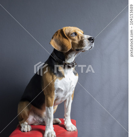 small cute beagle puppy dog looking up small cute beagle puppy dog looking up 104153689