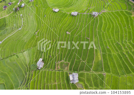 rice field at Mae Cham Chiangmai Northern Thailand 104153895