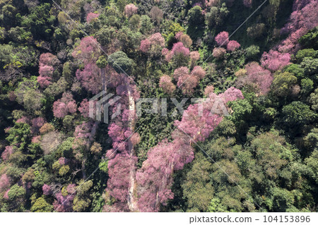 Top view Aerial view of pink cherry blossom trees on mountains. 104153896
