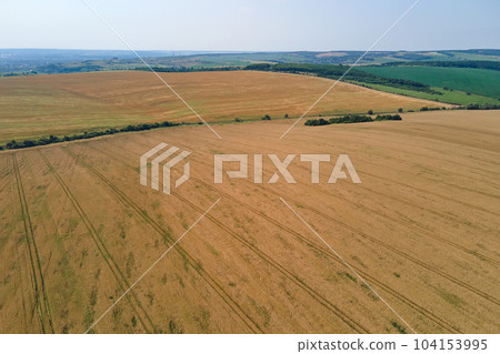 Aerial landscape view of yellow cultivated agricultural field with ripe wheat on bright summer day Aerial landscape view of yellow cultivated agricultural field with ripe wheat on bright summer day 104153995