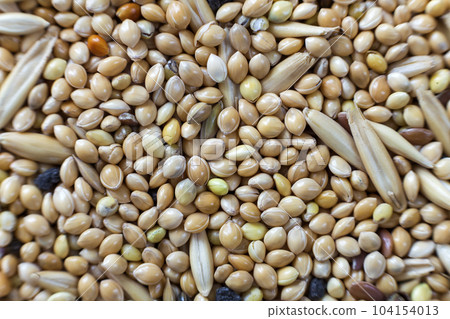 Abstract textured natural soft colorful copy space background. Millet, oak different grains, parrot food. Abstract textured natural soft colorful copy space background. Millet, oak different grains, parrot food. 104154013