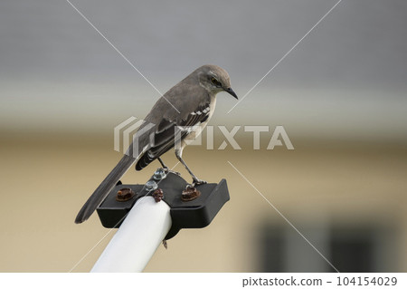 A Northern mockingbird bird perched on a fence pole A Northern mockingbird bird perched on a fence pole 104154029