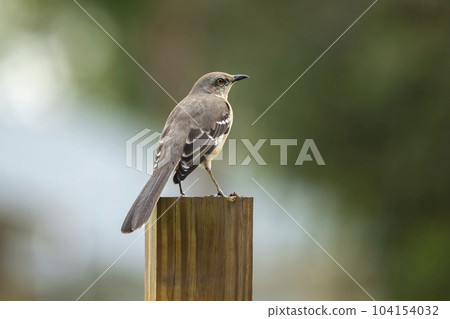 A Northern mockingbird bird perched on a fence pole 104154032