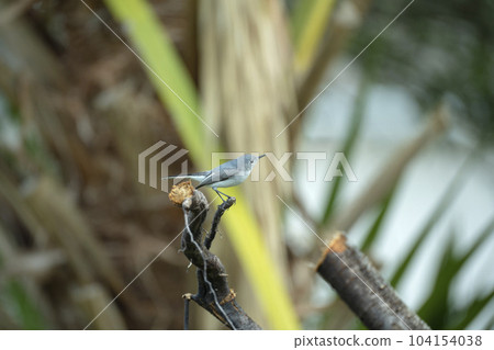 A Blue-Gray Gnatcatcher bird perched on a tree branch in summer Florida shrubs A Blue-Gray Gnatcatcher bird perched on a tree branch in summer Florida shrubs 104154038