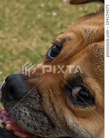 Pug Shiba Mixed Dog [Smile up.Lower position] 104154073