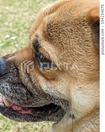 Pug Shiba Mixed Dog [Left Facing] 104154076