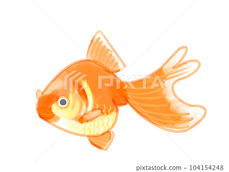 手繪風格金魚（橙色） 104154248