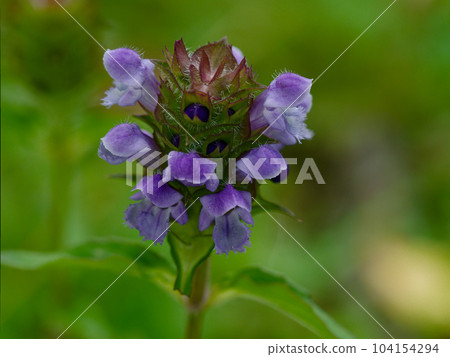 medicinal plant valerian flower medicinal plant valerian flower 104154294