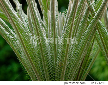 New leaves of the gymnosperm Cycadaceae 104154295