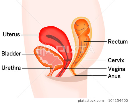 womb, female, lady 104154400