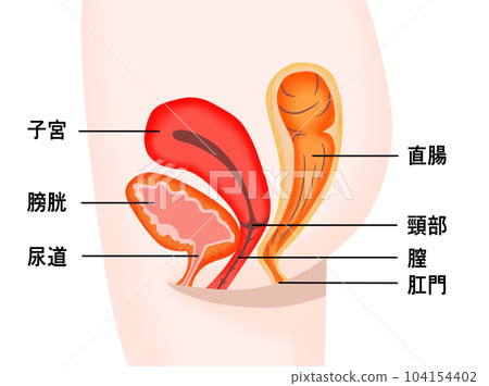 女性膀胱、子宮和直腸的橫截面 104154402