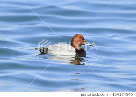 Hoshi Haro Male Hoshi Haro Male 104154540