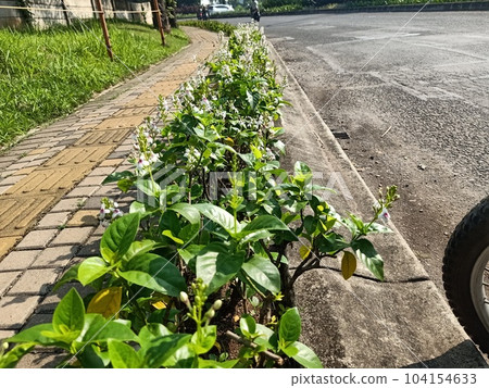 Pseuderanthemum polyanthum plants by the street Pseuderanthemum polyanthum plants by the street 104154633