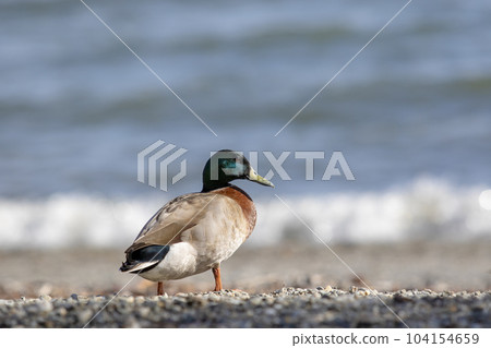 full body of male wild mollard duck in soutland new zealand 104154659
