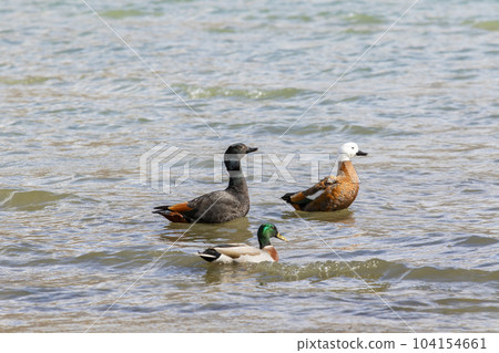 couples of paradise shelduck and male mollard duck floating on shallow water of lake wanaka southland new zealand 104154661