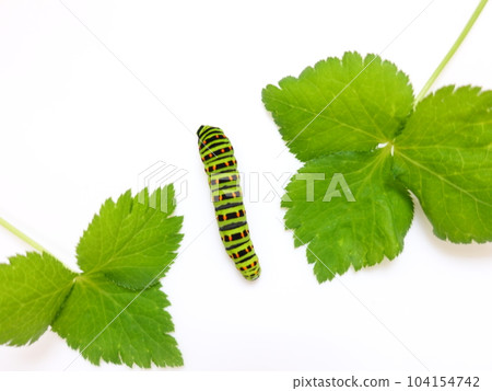 Swallowtail butterfly Swallowtail butterfly Swallowtail butterfly butterfly larvae 104154742
