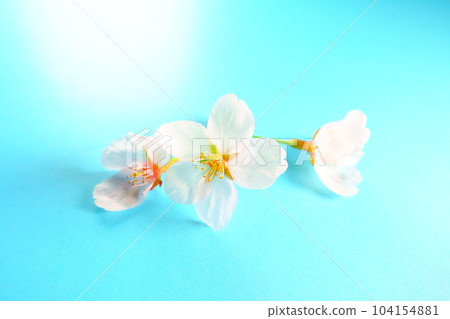 Cherry blossoms in full bloom, cherry blossoms, cherry blossoms, cherry blossoms, petals, someiyoshino 104154881