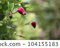 靜靜綻放的紅鐵線蓮花 104155183