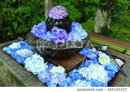 [Kyoto Prefecture] Hydrangea Flower Chozumizu at Hanakannonji Temple (Tanshu Kannonji Temple) 104155337