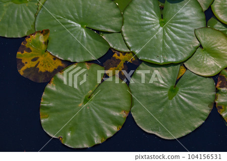 睡蓮葉 104156531