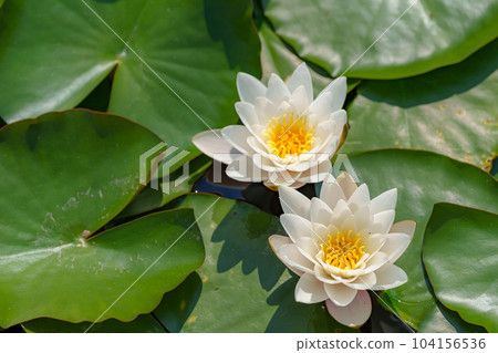 Water lilies in full bloom 104156536