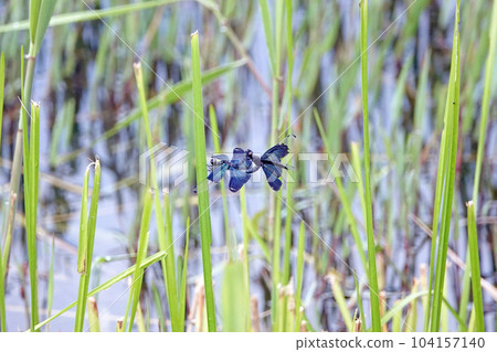 A butterfly dragonfly mating. 104157140