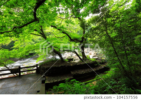 Beautiful touristic scenery of Cheonjeyeon Waterfall, a famous tourist attraction in Jeju Island. Beautiful touristic scenery of Cheonjeyeon Waterfall, a famous tourist attraction in Jeju Island. 104157556