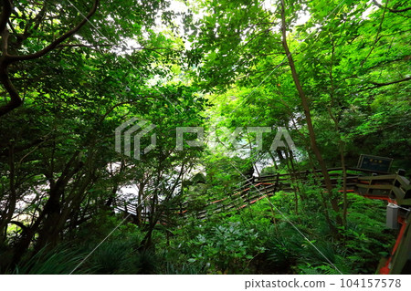 Beautiful touristic scenery of Cheonjeyeon Waterfall, a famous tourist attraction in Jeju Island. Beautiful touristic scenery of Cheonjeyeon Waterfall, a famous tourist attraction in Jeju Island. 104157578
