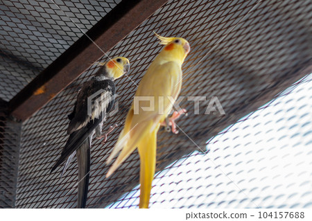 Adult male cockatiel seen perched within his opened bird cage Adult male cockatiel seen perched within his opened bird cage 104157688