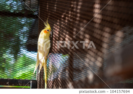 Adult male cockatiel seen perched within his opened bird cage Adult male cockatiel seen perched within his opened bird cage 104157694