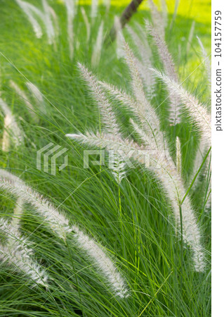 Fountain grass or pennisetum alopecuroides 104157759