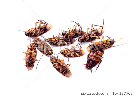 Group of dead cockroach on white background 104157765