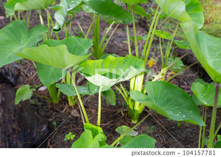 Taro garden, taro planting plot 104157781