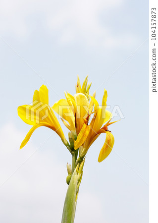 Beautiful canna yellow flower with blue sky Beautiful canna yellow flower with blue sky 104157873