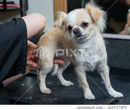 Groomer cuts hair on the paws of a chihuahua in a grooming salon. Funny decorative dog.  104157975