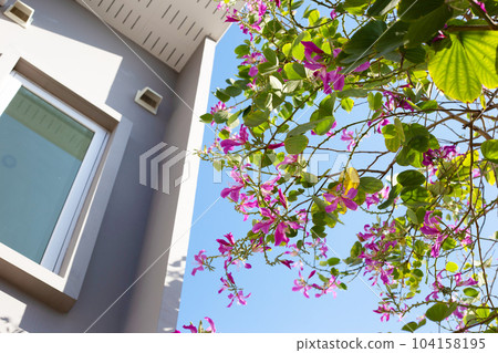 Bauhinia purpurea tree with pink flower Bauhinia purpurea tree with pink flower 104158195
