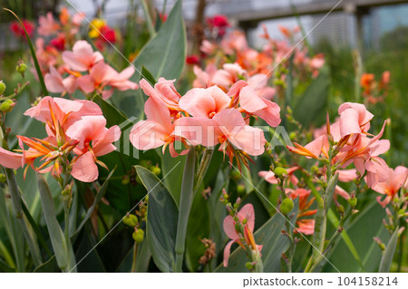 Beautiful canna flower with green leaves in the garden 104158214