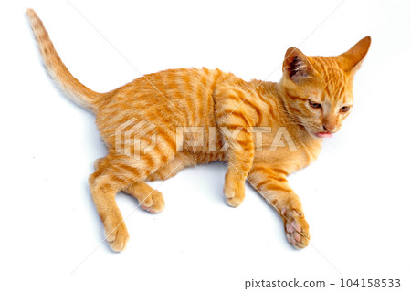 Little orange cat isolated white background. Little orange cat isolated white background. 104158533