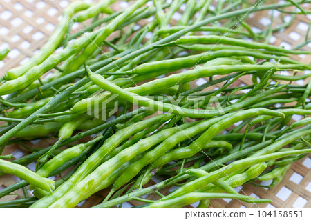 Rat-tailed radish. Fresh organic vegetables Rat-tailed radish. Fresh organic vegetables 104158551