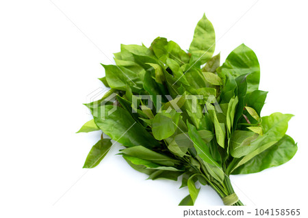 Baegu or Melinjo leaves on white background. Baegu or Melinjo leaves on white background. 104158565