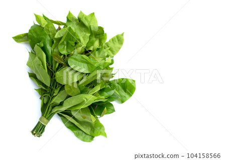 Baegu or Melinjo leaves on white background. Baegu or Melinjo leaves on white background. 104158566