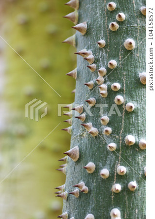 Bark and thorns of Tokriki cotton Bark and thorns of Tokriki cotton 104158572