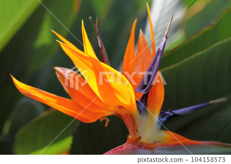 Strelitian flowers Strelitian flowers 104158573