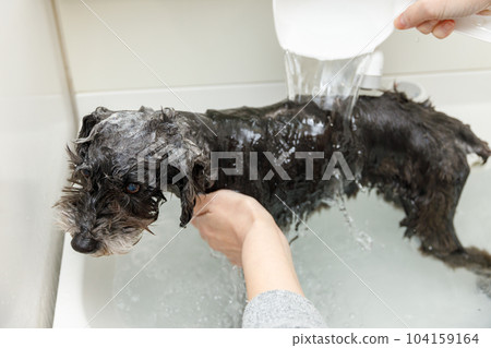 一位女士正在給迷你雪納瑞犬洗澡 104159164