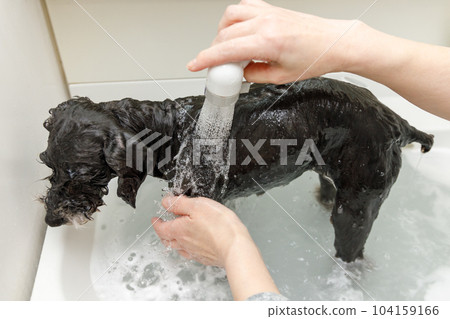 Miniature schnauzer being washed by a woman Miniature schnauzer being washed by a woman 104159166