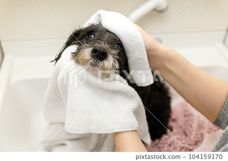 A woman wipes a miniature schnauzer with a towel A woman wipes a miniature schnauzer with a towel 104159170